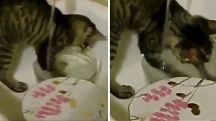 Diese Katze macht für Sie den Abwasch!