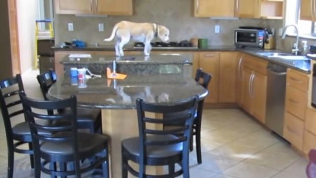 Sie filmt heimlich ihren Hund. Sie kann nicht fassen, was er da macht