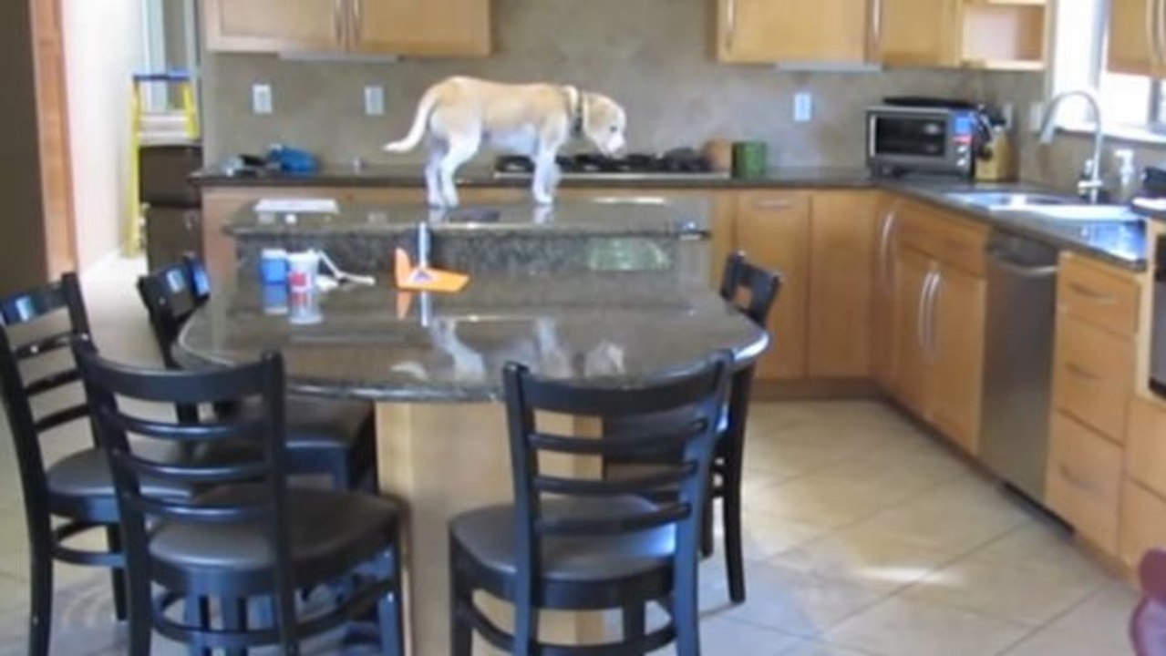 Sie filmt heimlich ihren Hund. Sie kann nicht fassen, was er da macht