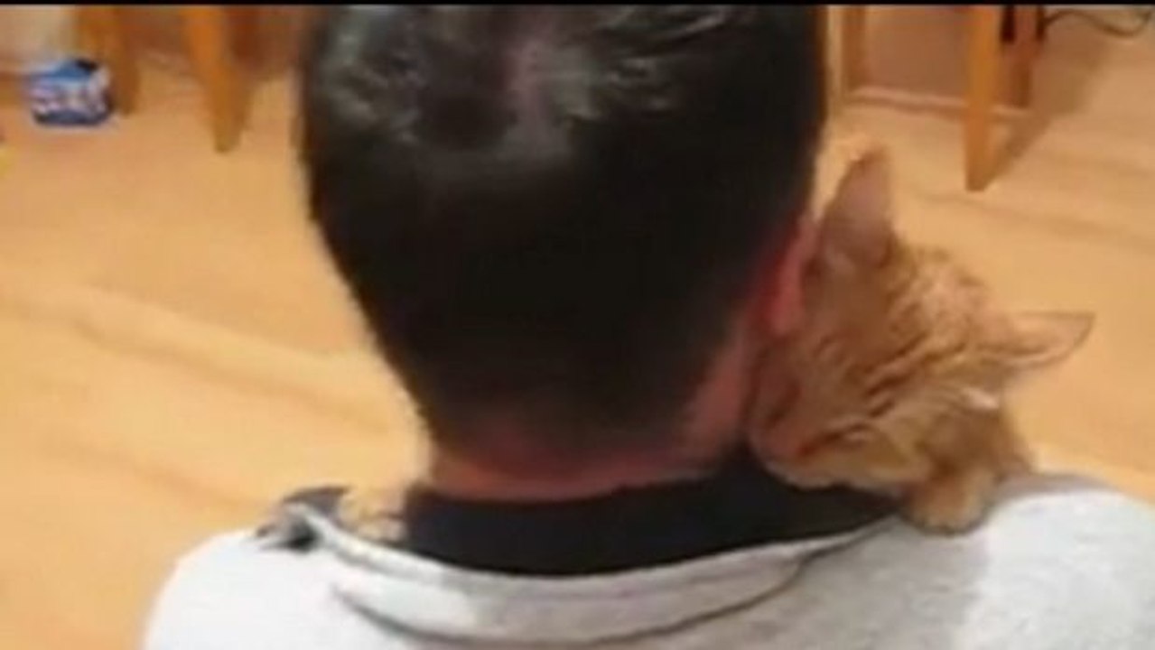 Einfach putzig, wie innig diese Katze mit ihrem Herrchen schmust.