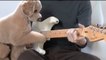 Dieser Hund spielt Gitarre mit seinem Herrchen... einfach gekonnt!