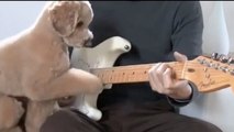 Dieser Hund spielt Gitarre mit seinem Herrchen... einfach gekonnt!