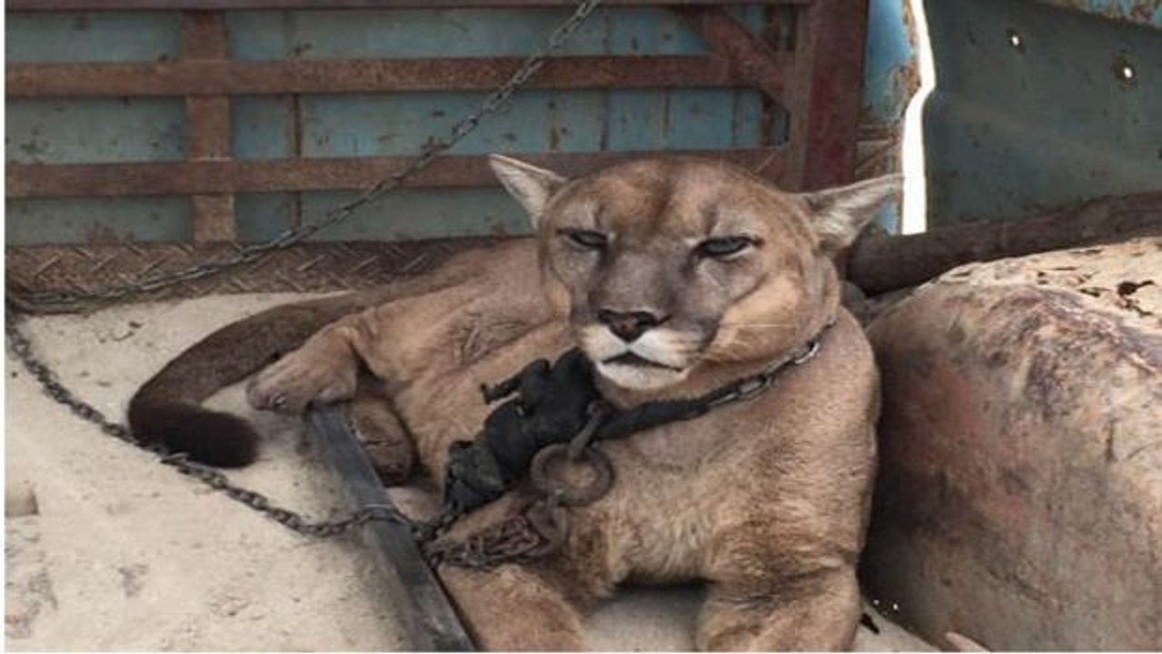 Spektakuläre Rettungsaktion: Ein Zirkus-Puma wird nach 20 Jahren von seinen Ketten befreit