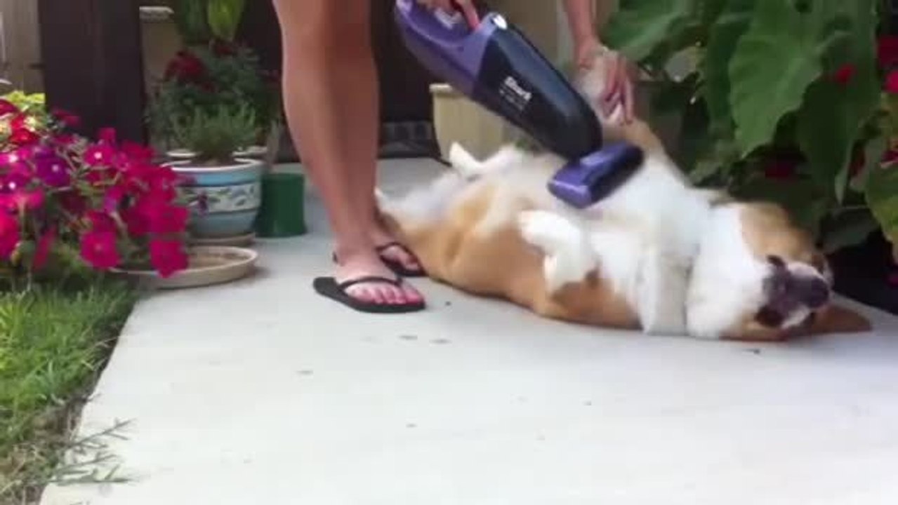 Dieser Hund hat es gern, sich mit dem Staubsauger massieren zu lassen.