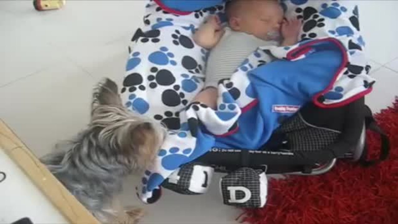 Dieser hund liebt das neugeborenen der familie. er stellt sicher, dass es ihm an nichts fehlt.