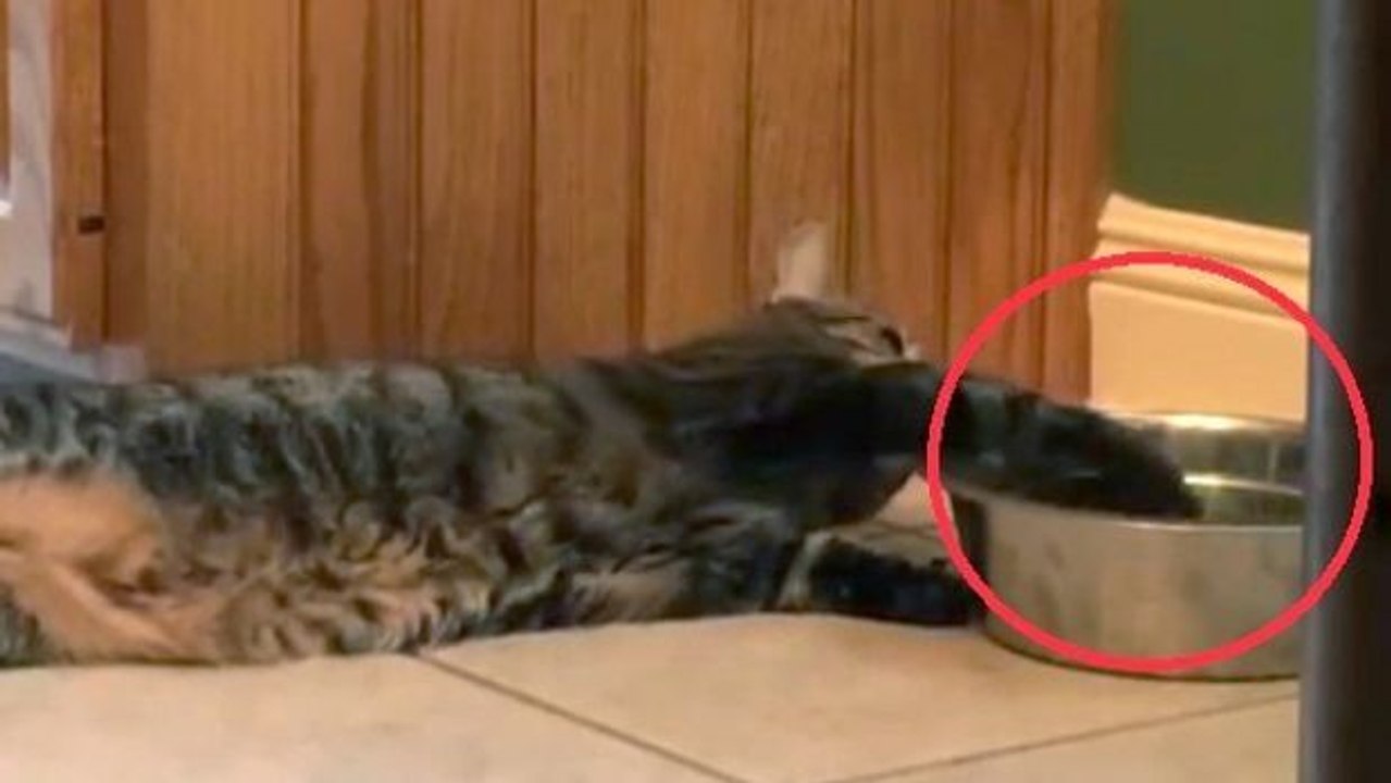 Die wohl faulste Katze der Welt: nicht einmal zum Trinken steht sie auf!