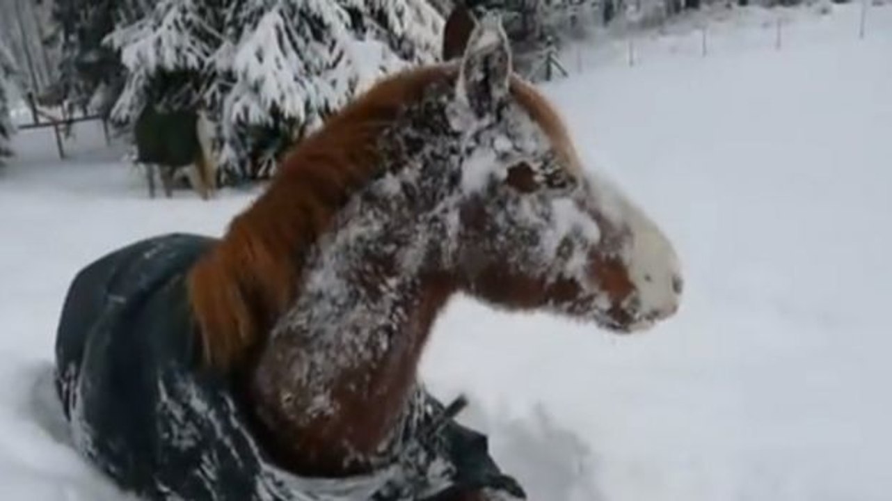 Dieses Pferd spielt mit sichtlichem Vergnügen im tiefen Pulverschnee.