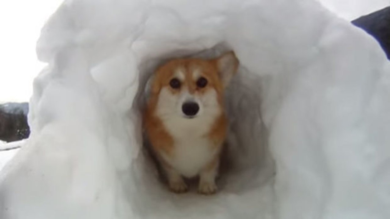 Dieser Mann hat seinem Hund ein Iglu gebaut