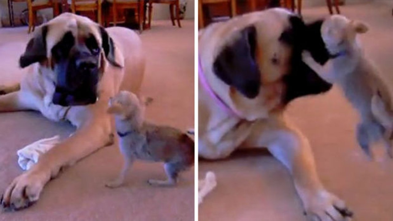 Dieser Chihuahua will unbedingt mit seinem so viel größeren Freund spielen. Und die Reaktion des Mastiffs lässt nicht lange auf sich warten...