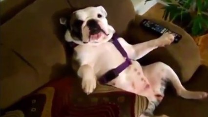 Tiere, die sich wie Menschen verhalten.