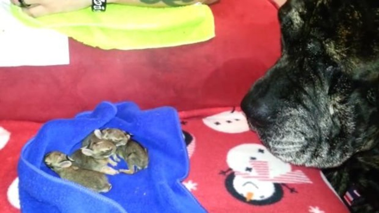 Riesenhund entdeckt winzige Kaninchenbabys.