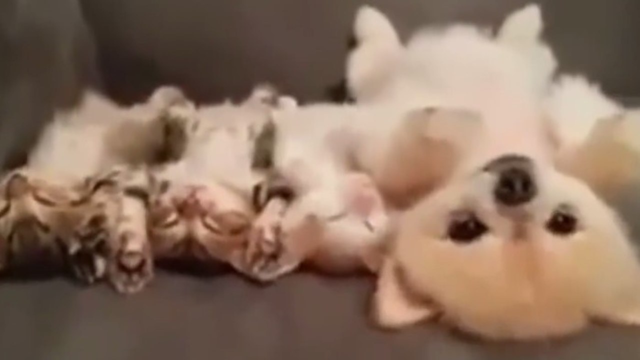 Ein Hundewelpe und drei kleine Kätzchen