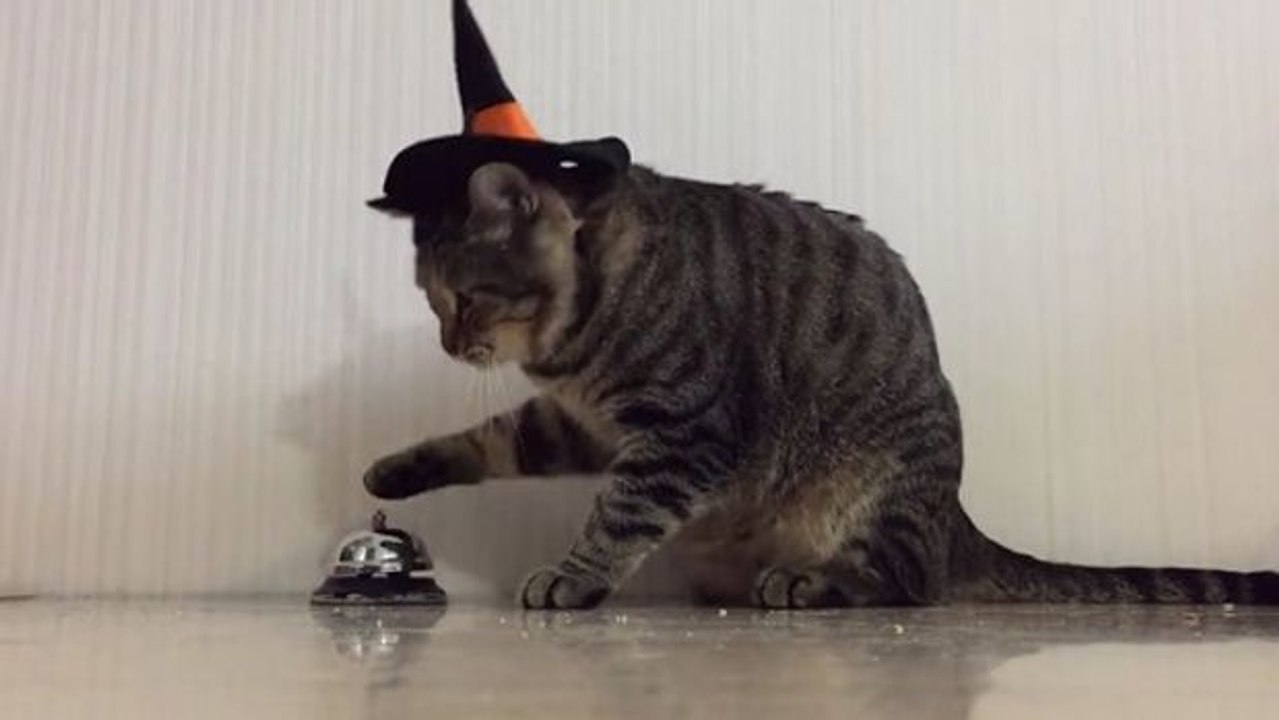 Diese Katze weiß, dass sie klingeln muss, um Kroketten zu bekommen