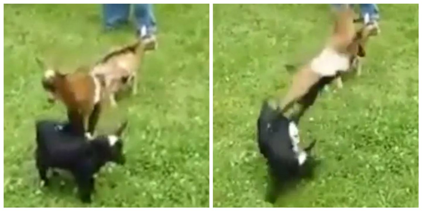 Das glücklichste zicklein der welt