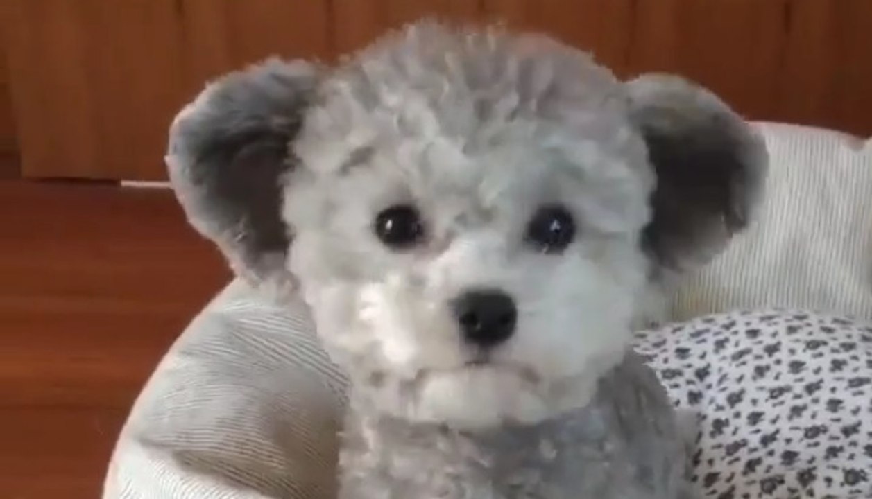 Dieses Hündchen sieht aus wie ein Stoffbärchen