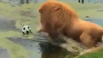 Dieser stolze Löwe spielt gern Fußball