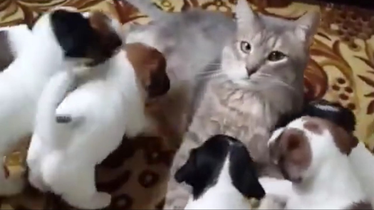 Diese niedlichen kleinen Hundewelpen spielen mit einer Katze als wäre es ihre Mutter.