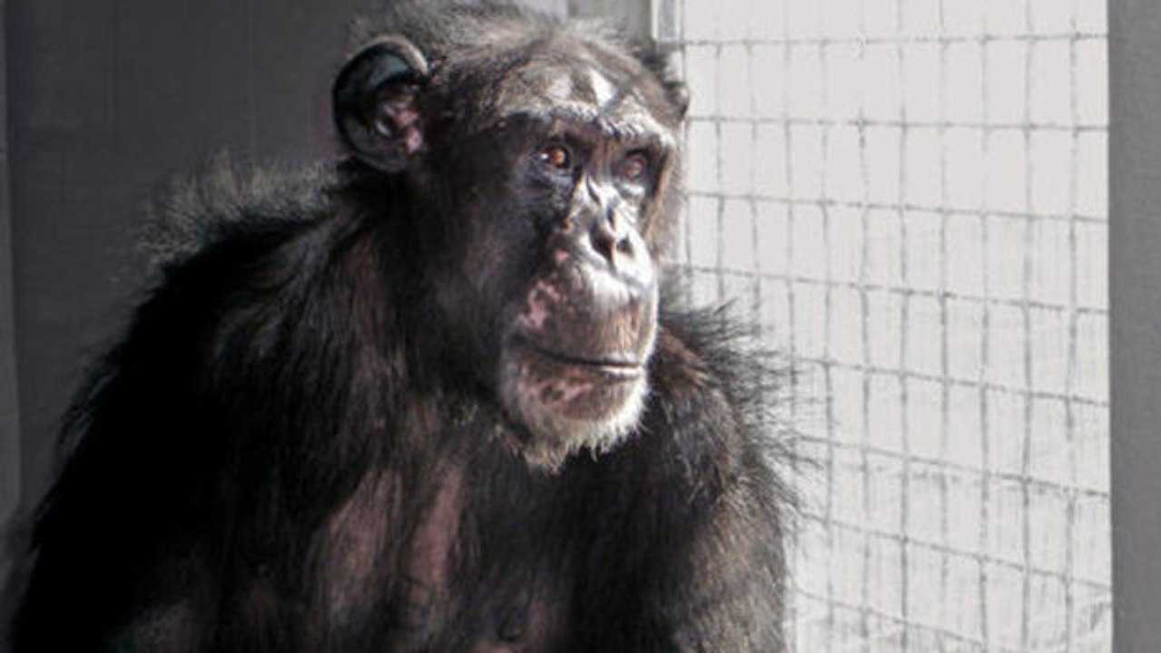 Die Vereinigten Staaten verzichten auf weitere Versuche an Schimpansen.