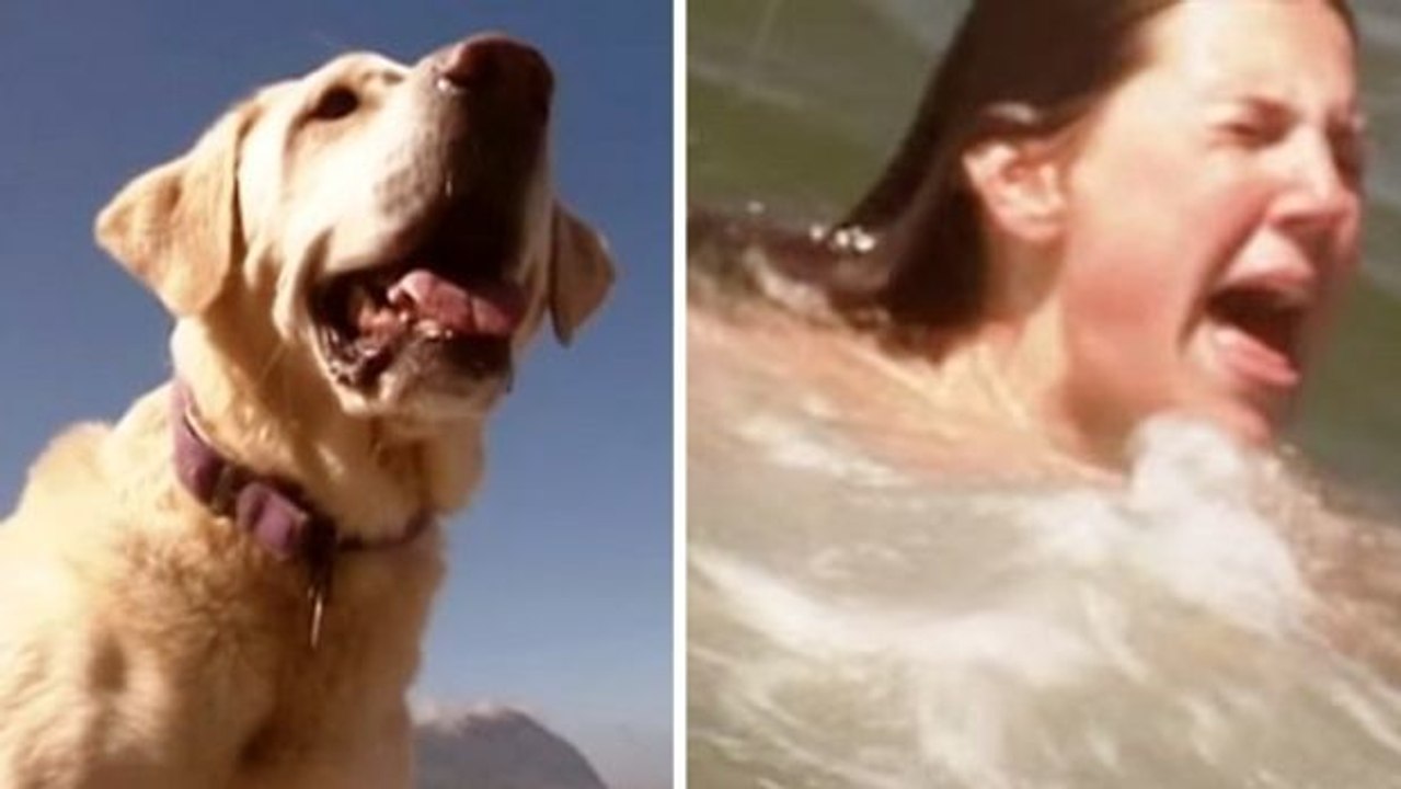 Blinder Hund rettet ertrinkendes Mädchen.