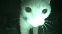 „Purranormal Cativity“: Was Katzen eigentlich wirklich in der Nacht tun