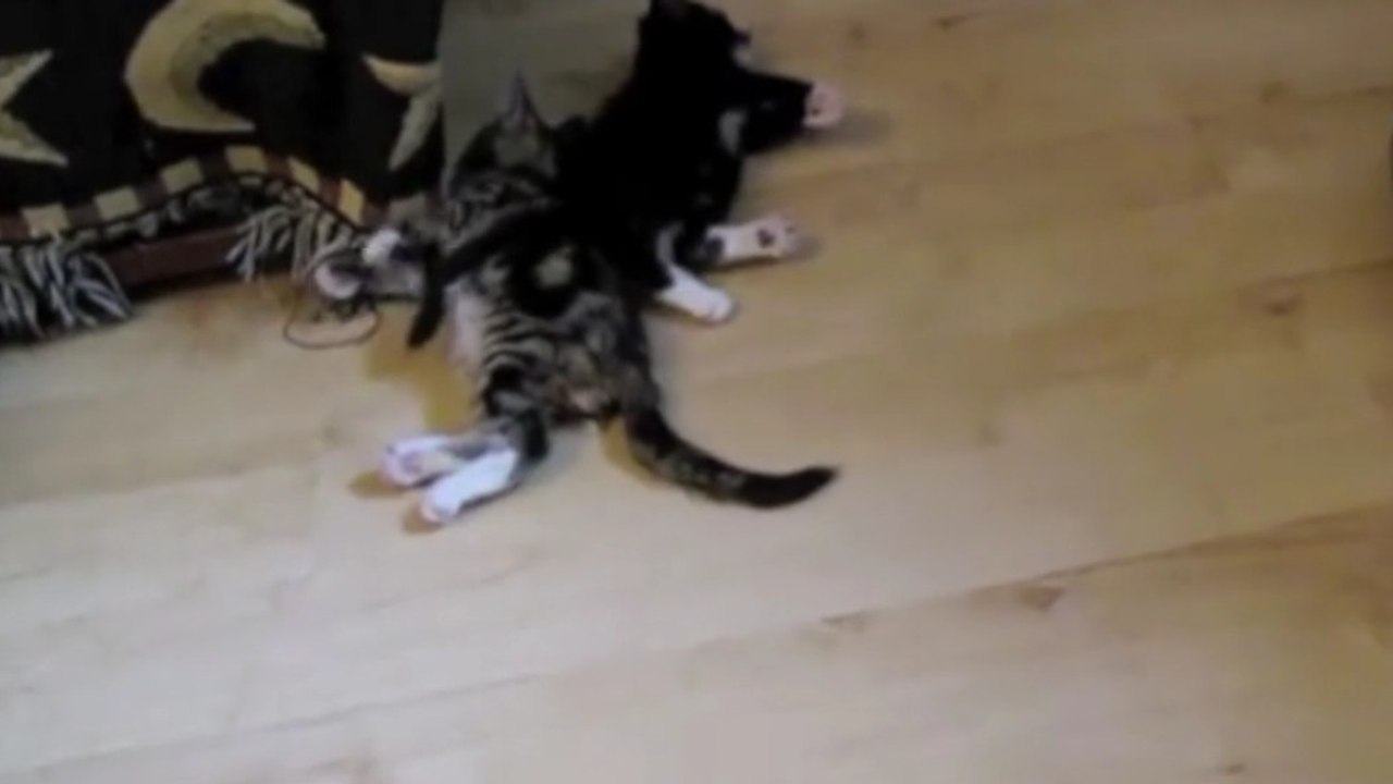 Diese Katzen kippen auf Befehl um.