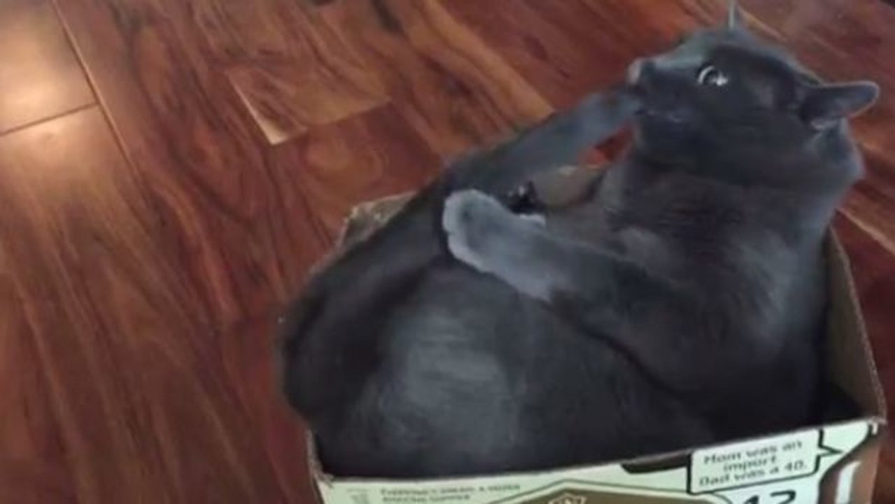 Diese Katze kämpft mit ihrem eigenen Schwanz! Einfach zu drollig!