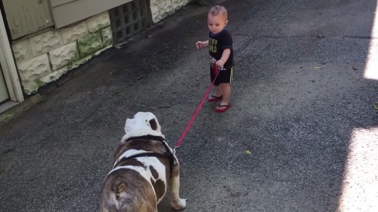 Ein kleiner Junge möchte mit seinem Hund spazieren gehen. Aber die Bulldogge ist stur.