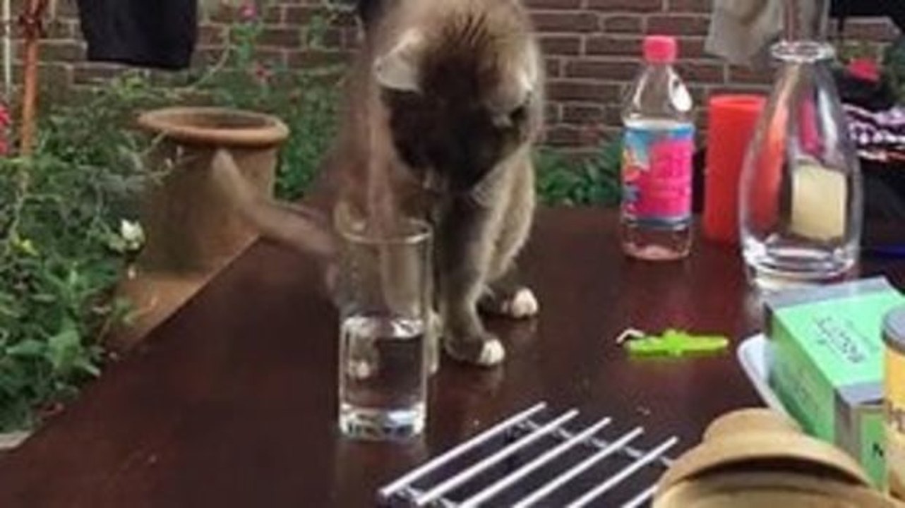Durstige Katze ausgetrickst