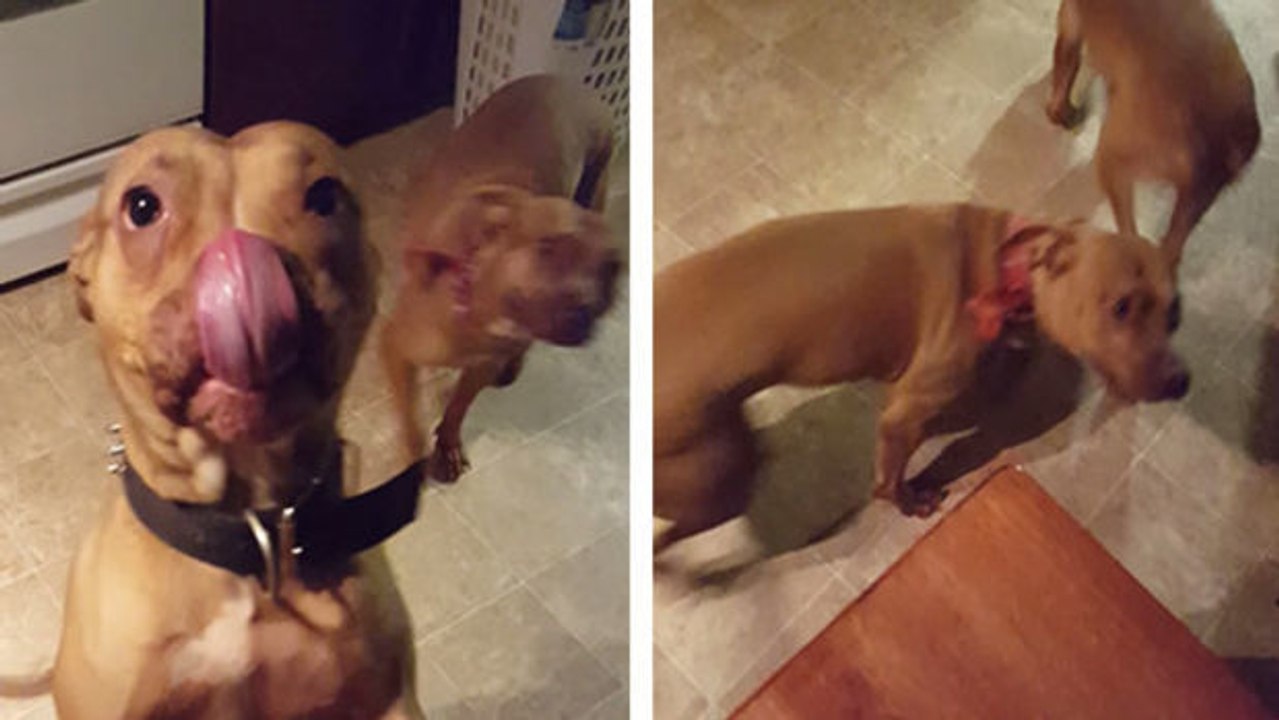 Die beiden Hündinnen wissen, das sie Mist gebaut haben. Aber sprechen wollen sie darüber lieber nicht.