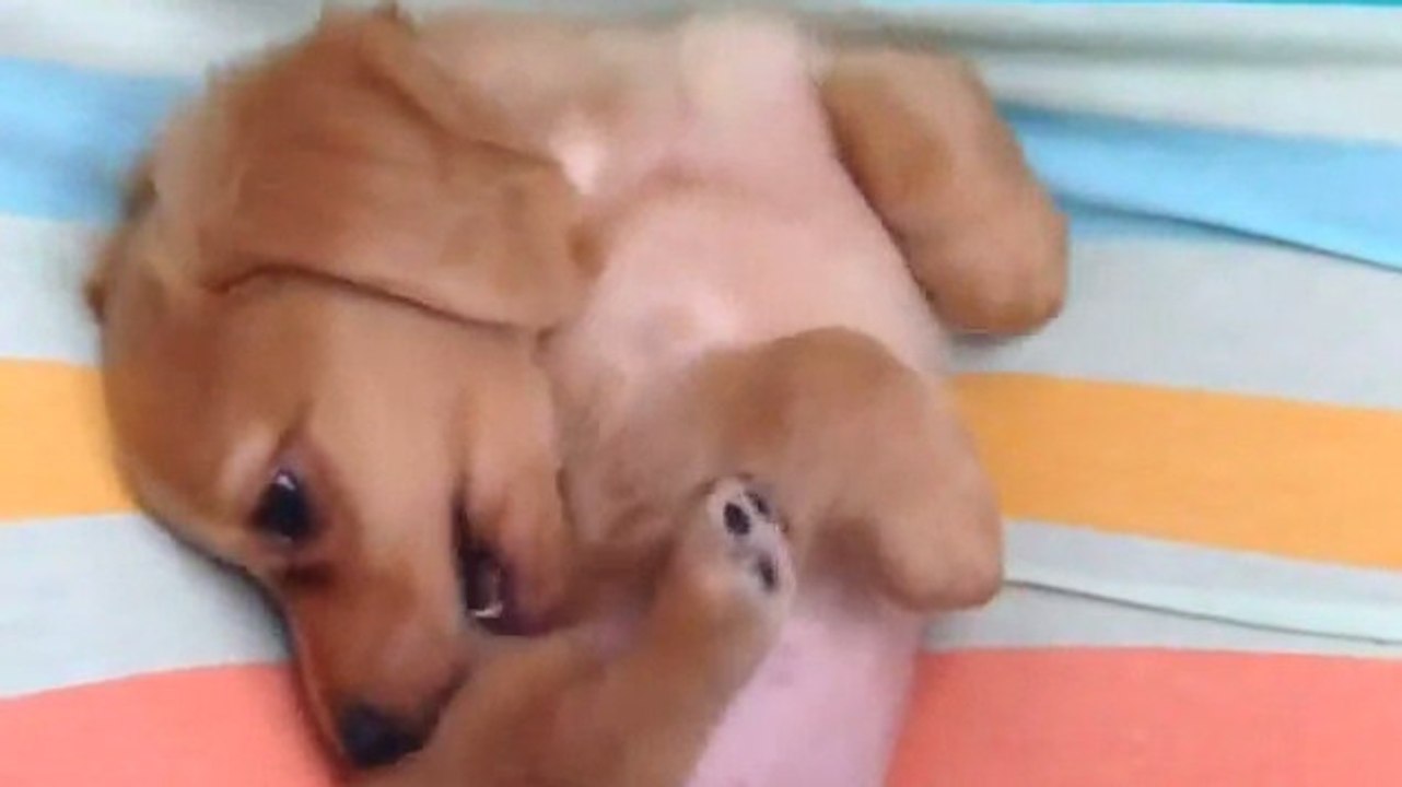 So süß, wie der kleine Hund versucht sich am Rücken zu kratzen