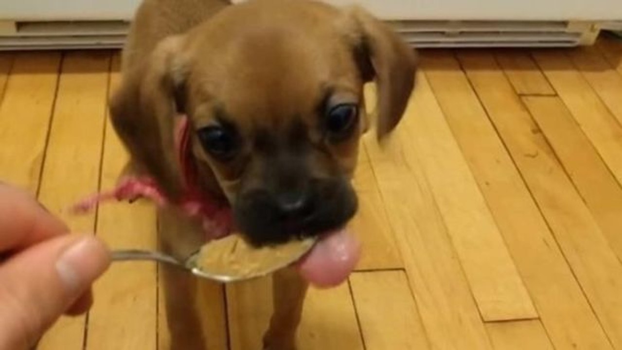 Ein Hund leckt genüsslich einen Löffel Erdnussbutter ab... Was dann passiert...