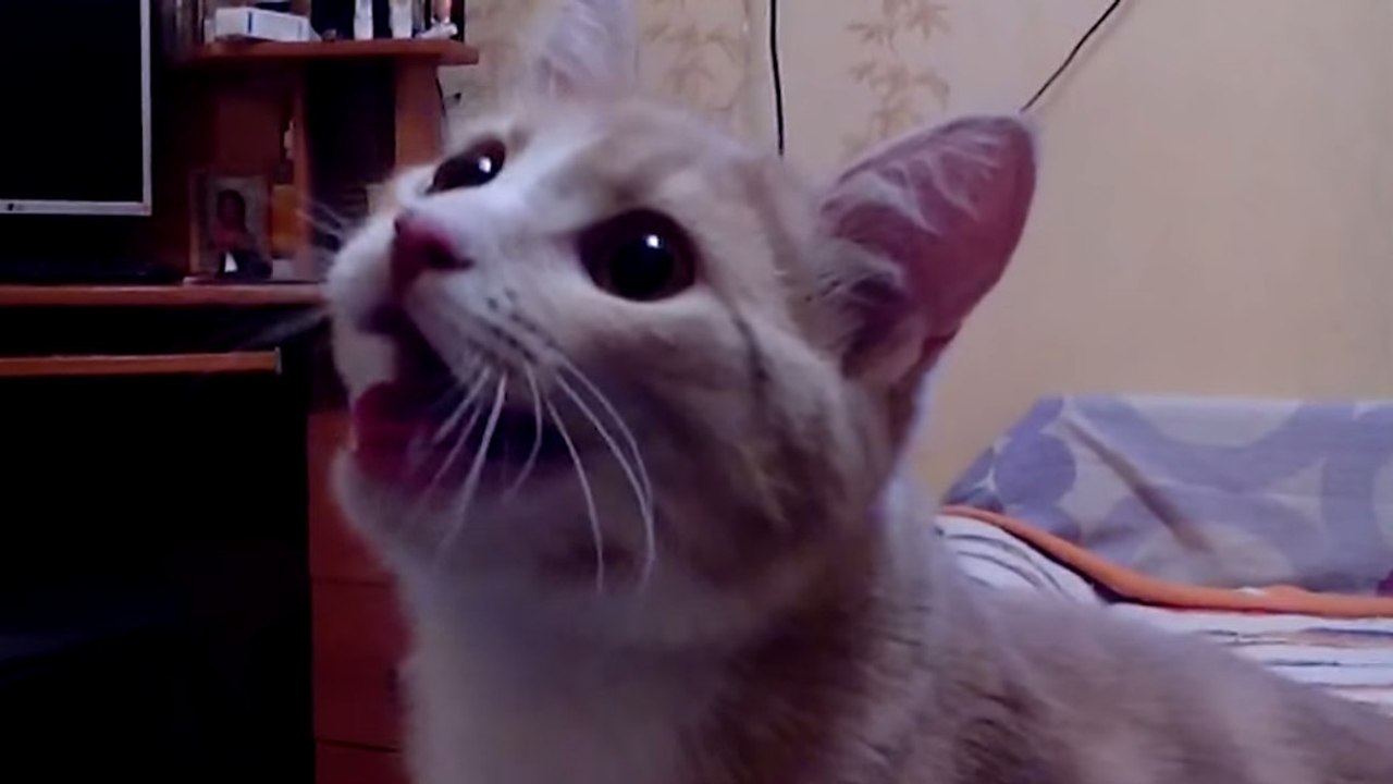 Katze spielt mit dem Ball wie ein Hund