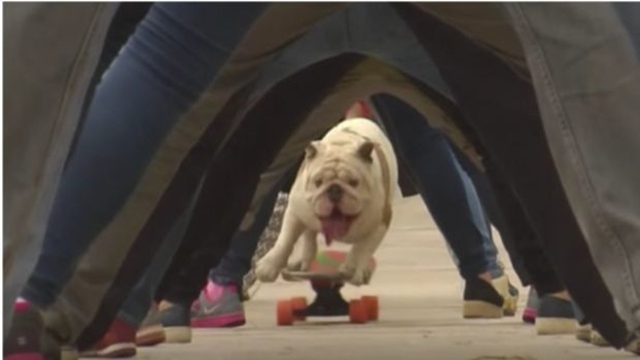 Dieser Hund hat unwahrscheinliches Talent: er fährt Skateboard wie ein Profi!