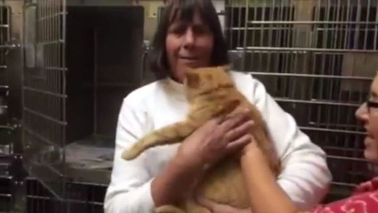 Diese Katze hat nach acht Jahren zu ihrer Familie zurückgefunden
