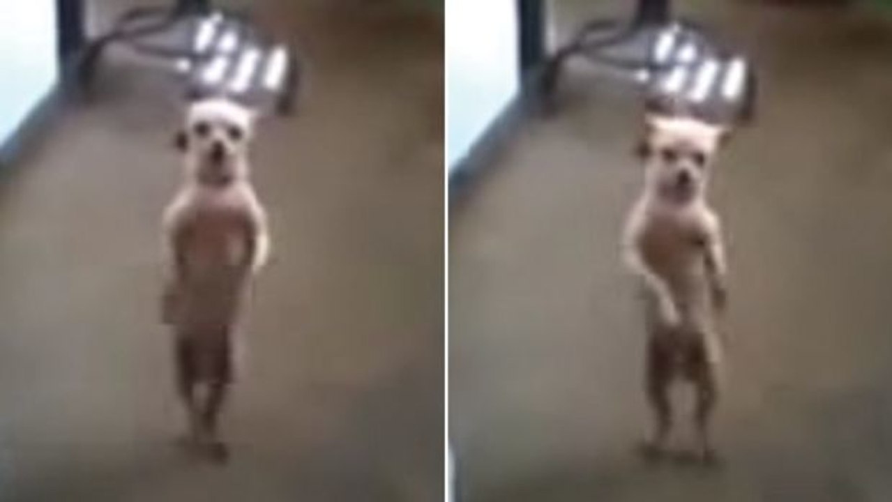 Dieser Chihuahua tanzt auf den Hinterpfoten zu den Klängen von 'Ai se eu te pego'...