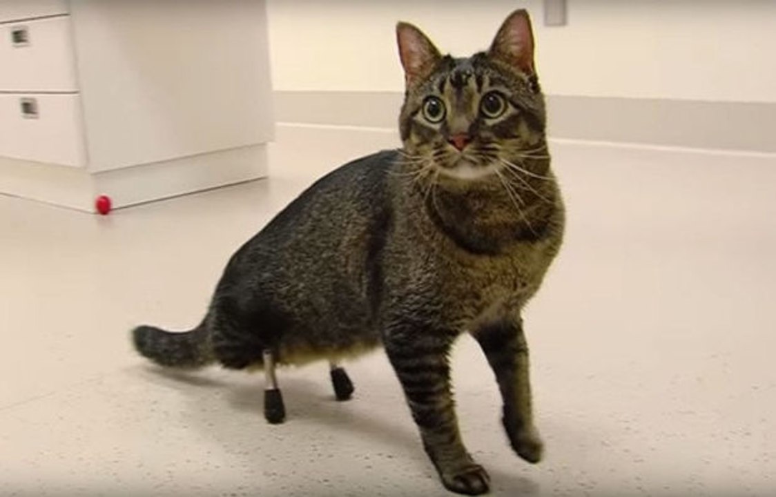 Der amputierte Kater Vincent kann mit Hilfe seiner Implantate wieder laufen!