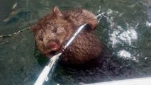 Fischer finden einen kleinen Wombat. Ihr Verhalten ist herzerwärmend schön!
