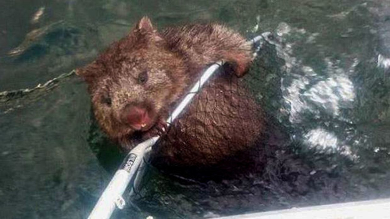 Fischer finden einen kleinen Wombat. Ihr Verhalten ist herzerwärmend schön!