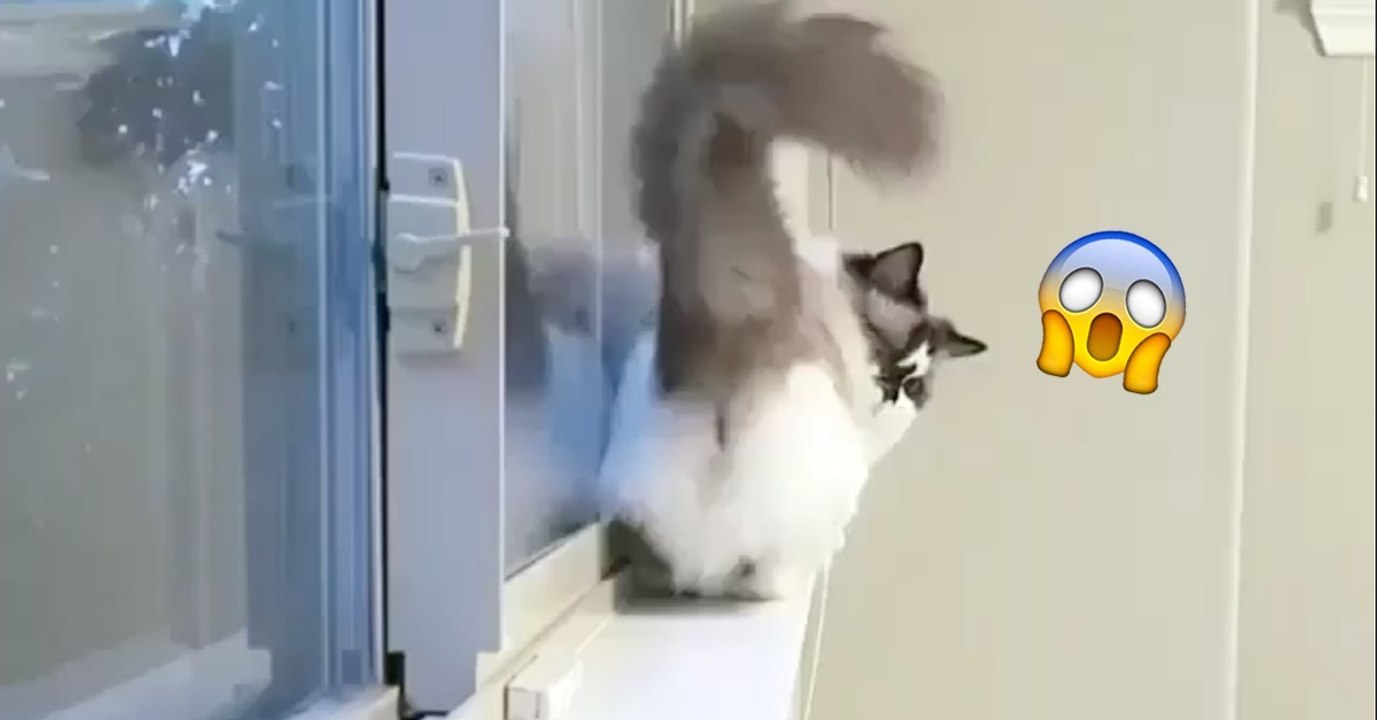 Die Katze steckt auf dem Fensterbrett fest! Achtet auf ihre geniale Reaktion!