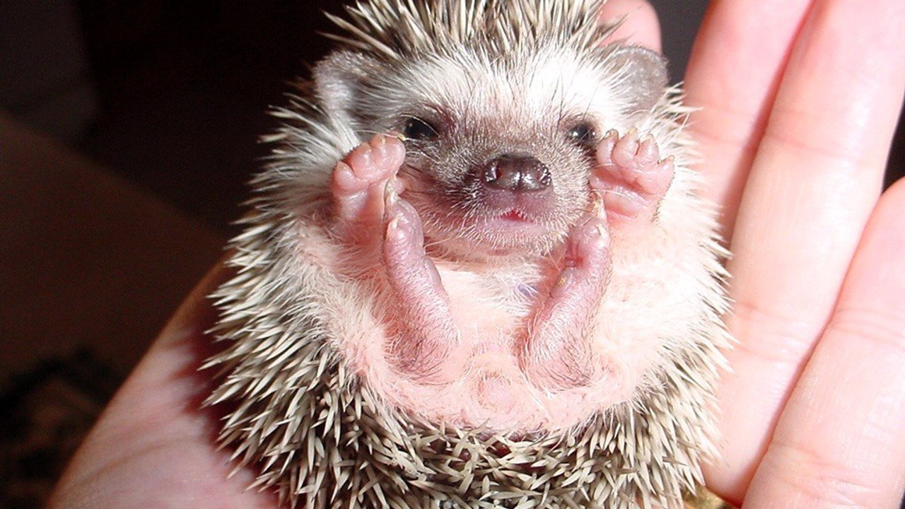 Dieses igelbaby lässt sich genüsslich kraulen.