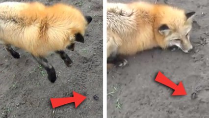 Die niedliche Reaktion eines Fuchses, der zum ersten Mal einem Käfer begegnet