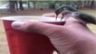 Diese Kolibris trinken aus einem Becher, den er in seiner Hand hält und setzen sich auch noch auf seine Hand