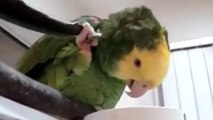 Dieser Papagei hat den Dreh raus, um sich an unerreichbaren Stellen hinterm Kopf zu kratzen!
