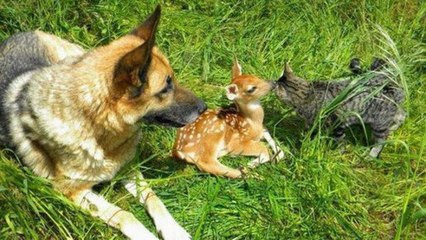 Ein Hund bemuttert ein verwaistes Rehkitz