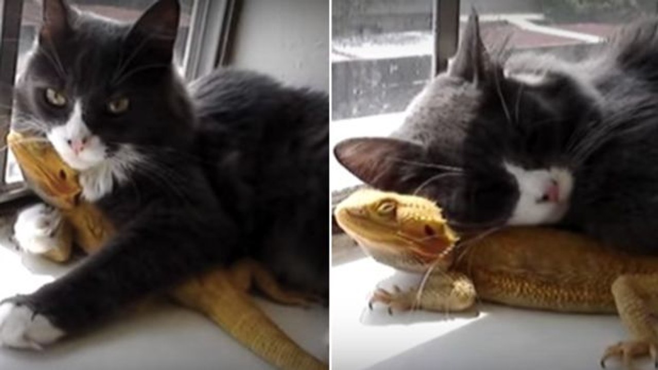 Eine ungewöhnliche Freundschaft zwischen einer Katze und einer Eidechse