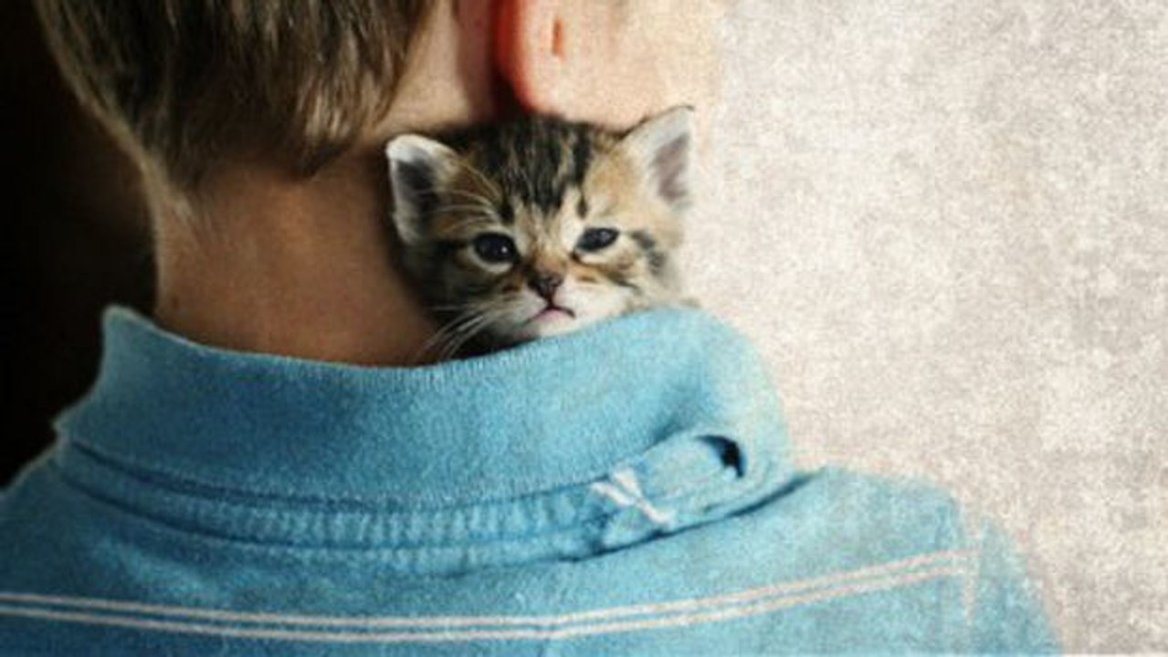 Dieses Kätzchen balgt sich ganz allerliebst mit den Fingern seines Herrchens