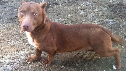 Ratet mal wer die Eltern dieses Hundes sind!