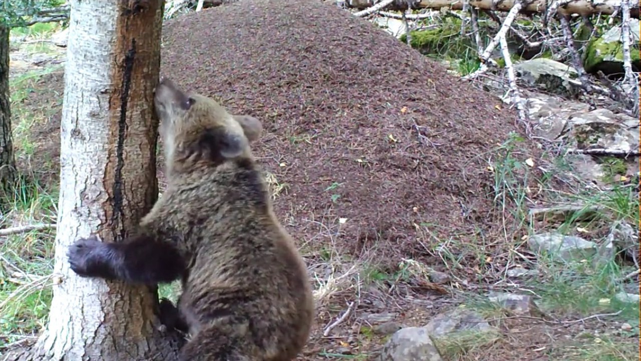Drei Bärenkinder und ihre Mutter bei Kletterübungen an einem Baum.