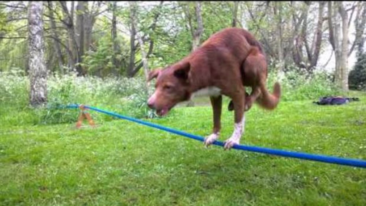 Dieser Hund ist ein Äquilibrist. Es ist beeindruckend wie er das Gleichgewicht hält!