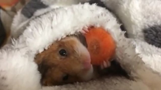 Dieser kleine Hamster in seinem warmen Deckchen verspeist genüsslich seine Karotte... ein wahrer Augenschmaus